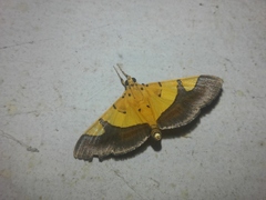 Endocrossis flavibasalis