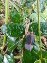 Kalidasa lanata