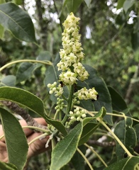 Zanthoxylum flavum
