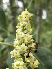 Zanthoxylum flavum
