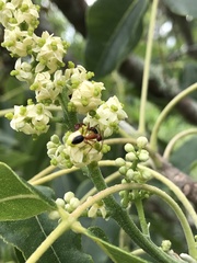 Zanthoxylum flavum