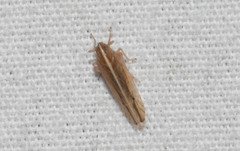 Stenocranus dorsalis