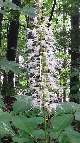 Aesculus parviflora