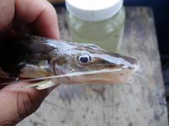 Platysilurus olallae