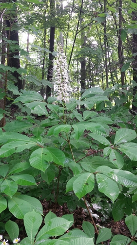 Aesculus parviflora