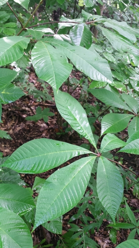 Aesculus parviflora