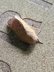 Lepidoptera