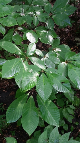 Aesculus parviflora