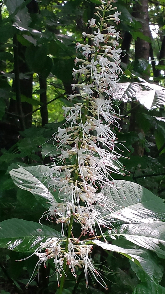 Aesculus parviflora, Chittenden County, US-VT, US