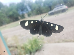 Alypiodes flavilinguis