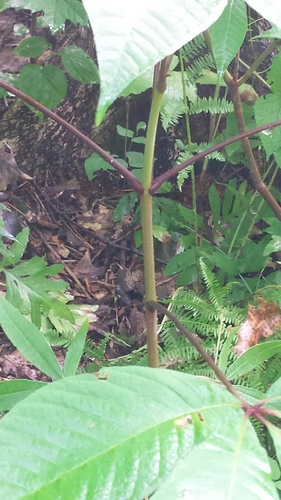 Aesculus parviflora