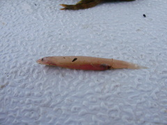 Toothpick Fish photo 3