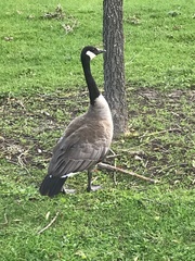 Branta canadensis