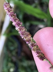 Paspalum fimbriatum