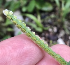 Paspalum fimbriatum