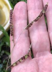 Paspalum fimbriatum