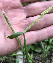Paspalum fimbriatum