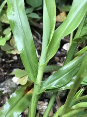Paspalum fimbriatum