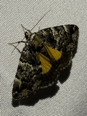 Allotria