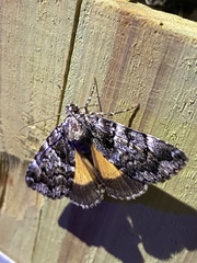 Allotria