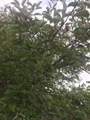 Magnoliopsida