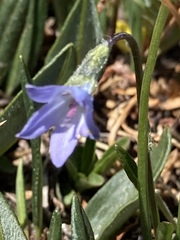 Campanula uniflora