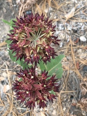Asclepias hypoleuca