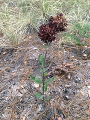 Asclepias hypoleuca