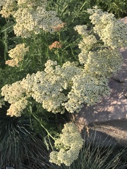 Achillea millefolium
