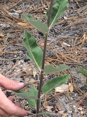 Asclepias hypoleuca