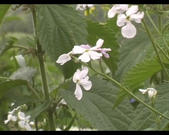 Hesperis matronalis voronovii