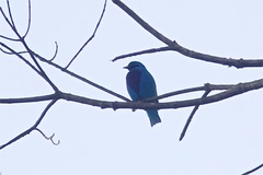 Cotinga amabilis