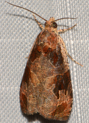 Olethreutes footiana