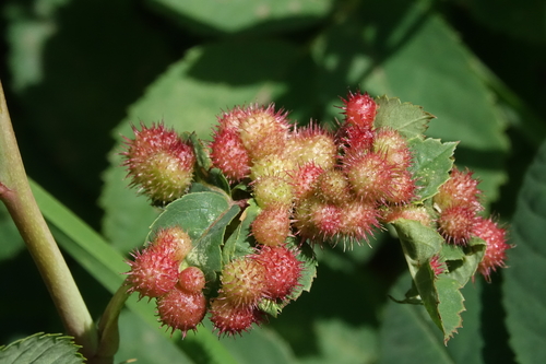 Spiny Leaf Gall Wasp