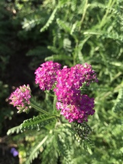 Achillea millefolium