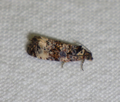 Endothenia marginana
