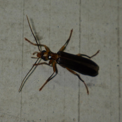 Nacerdes carniolica