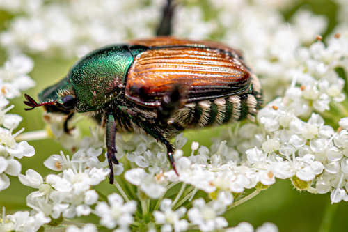 Japanese Beetle, photo 5 of 10