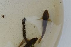 Gobiomorphus cotidianus