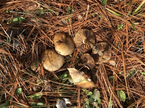 Hebeloma excedens
