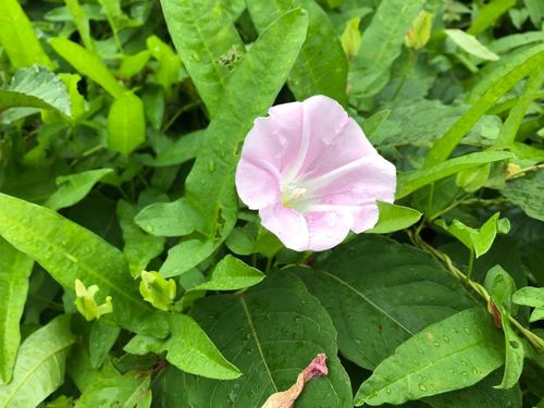 Image of Calystegia pubescens by (c) Yoshimasa Uchiyama, some rights reserved (CC BY)