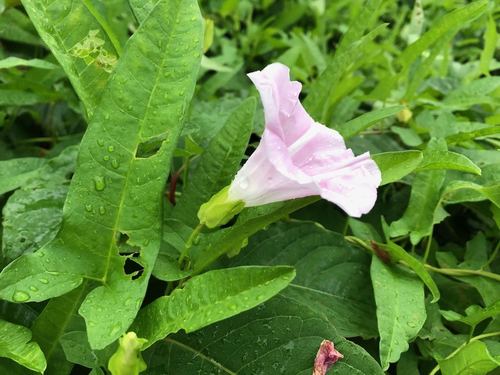 Image of Calystegia pubescens by (c) Yoshimasa Uchiyama, some rights reserved (CC BY)