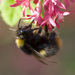 Early Bumble Bee - Photo (c) Laurence Livermore, some rights reserved (CC BY-NC)