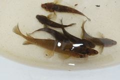 Gobiomorphus cotidianus