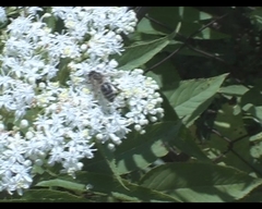 Apis mellifera caucasia