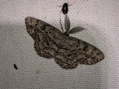 Hypomecis umbrosaria