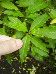 Coprosma acutifolia