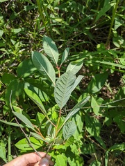 Prunus susquehanae