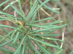 Banksia collina