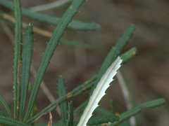 Banksia collina